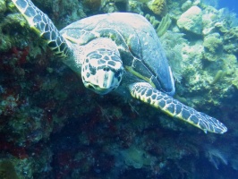 17 Hawksbill Sea Turtle IMG 3126